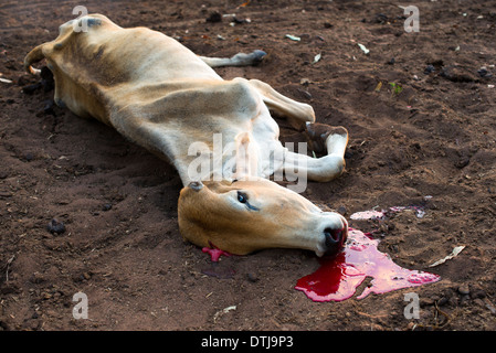 Shot cow lying on the ground, with blood puddle Stock Photo