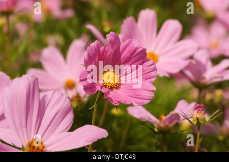 Pink Cosmos bipinnatus flowers (garden cosmos or Mexican aster or Click Cranberries) in bloom Stock Photo