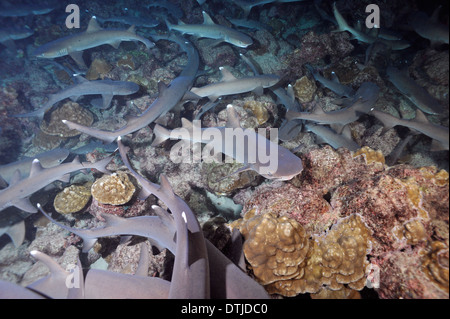 Whitetip reef sharks Stock Photo