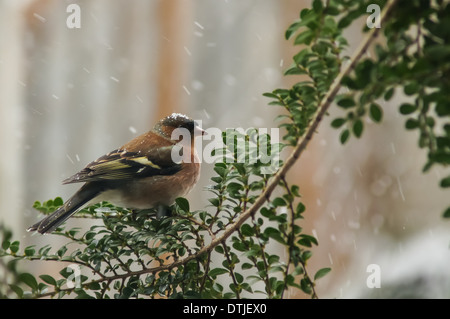 Common Chaffinch (Fringilla coelebs) in snowy weather Stock Photo