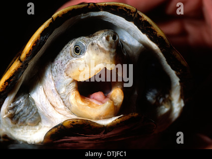 Narrow bridged musk turtle Claudius aungustatus, Kinosternidae, Mexico, Guatemala Stock Photo