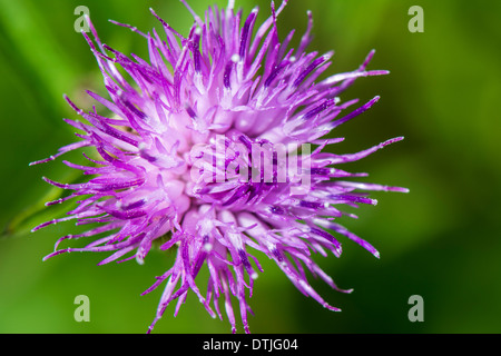 A detailed macro view of a common knapweed flower (Centaurea nigra) with shades of pink, violet and purple against a bokeh green background. Stock Photo