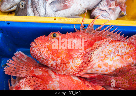 Large scaled scorpionfish (Scorpaena scrofa). Sao Miguel, Azores Archipelago. Stock Photo