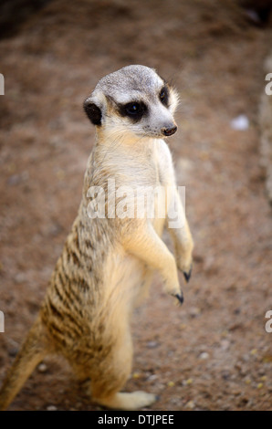 hand feeding beautiful Meerkat (Suricata suricatta) in Thai zoo Stock Photo