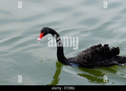 beautiful Black Swan (Cygnus atratus) resting on the water Stock Photo