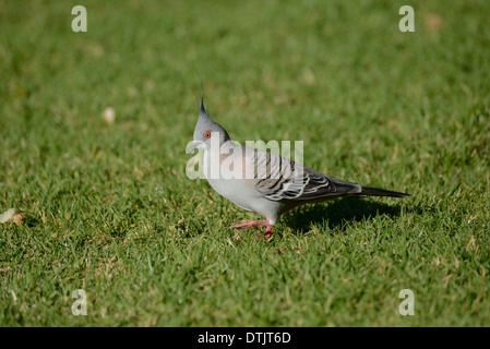 Crested pigeon (Ocyphaps lophotes) foraging in a city park Stock Photo