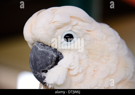 beautiful Salmon-crested Cockatoo (Cacatua moluccensis) also known as the Moluccan Cockatoo as pet Stock Photo