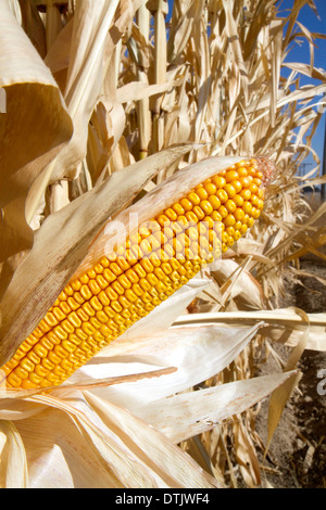 A crop of ripe dent corn ready for harvest in Canyon County, Idaho, USA. Stock Photo