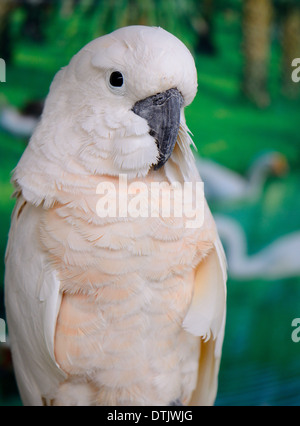 beautiful Salmon-crested Cockatoo (Cacatua moluccensis) also known as the Moluccan Cockatoo as pet Stock Photo
