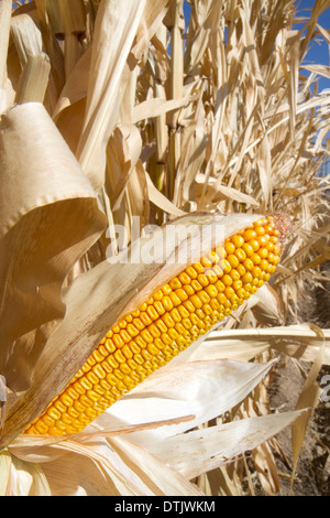 A crop of ripe dent corn ready for harvest in Canyon County, Idaho, USA. Stock Photo