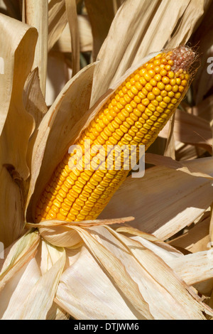 A crop of ripe dent corn ready for harvest in Canyon County, Idaho, USA. Stock Photo