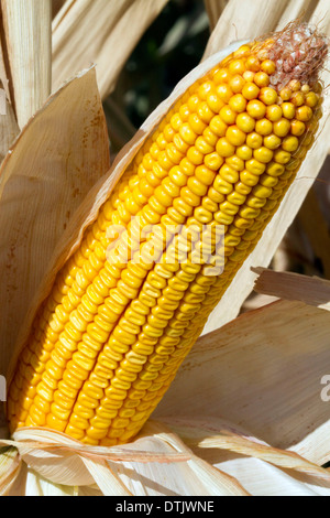 A crop of ripe dent corn ready for harvest in Canyon County, Idaho, USA. Stock Photo