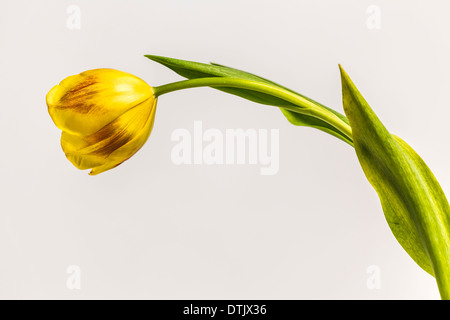 Yellow tulip on a white background landscape frame Stock Photo