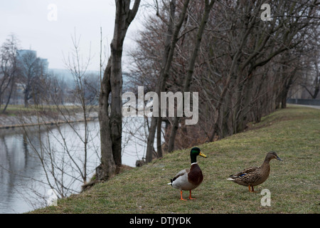 Ducks and swans the Vltava River in central Prague. The Vltava, the longest river in the Czech Republic, Czech capital is divide Stock Photo