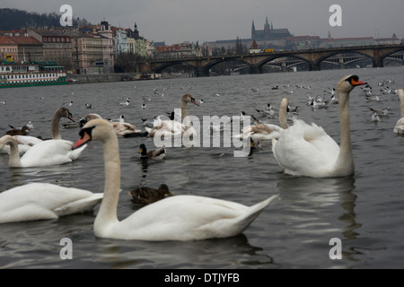 Ducks and swans the Vltava River in central Prague. The Vltava, the longest river in the Czech Republic, Czech capital is divide Stock Photo