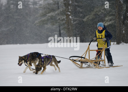 Young boy musher on sled at two dog sledding race event in winter at Marmora Snofest in a snowstorm Ontario Canada Stock Photo