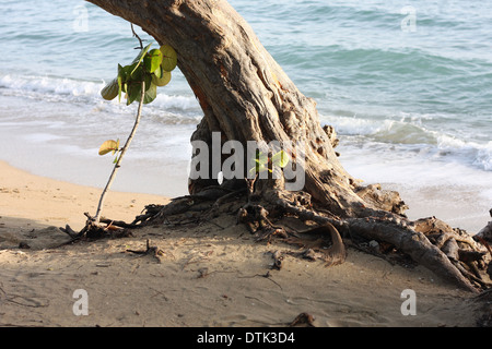 Tree growing on the beach in the Caribbean Stock Photo