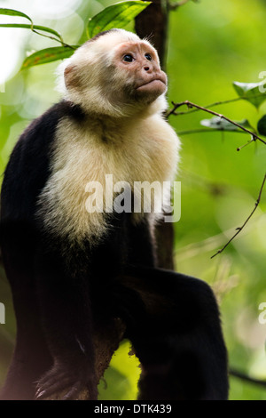 White-faced capuchin Cebus capucinus Manuel Antonio national park Costa Rica Stock Photo