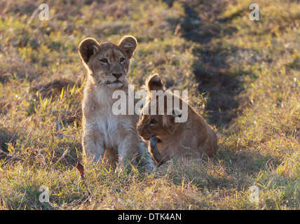 Two lion cubs in grass Stock Photo