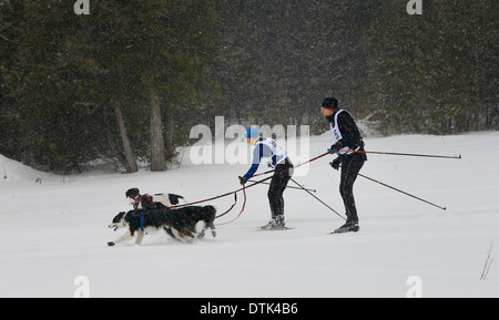 One Skijoring racer passing another on the trail in a two dog event in Marmora Ontario Snofest Stock Photo