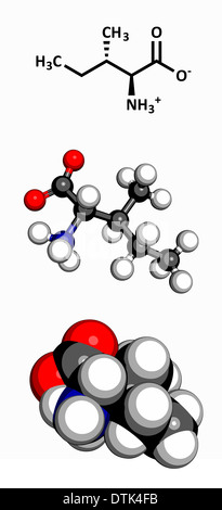 Isoleucine (Ile, I) amino acid molecule. Amino acids are the building blocks of all proteins. Stock Photo