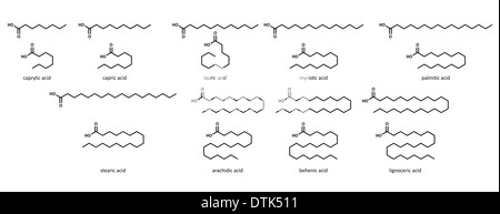 Saturated fatty acids (set): caprylic, acid, capric, lauric, myristic, palmitic, stearic, arachidic, behenic and lignoceric acid Stock Photo