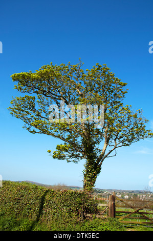 a young sycamore tree in early summer leaf Stock Photo