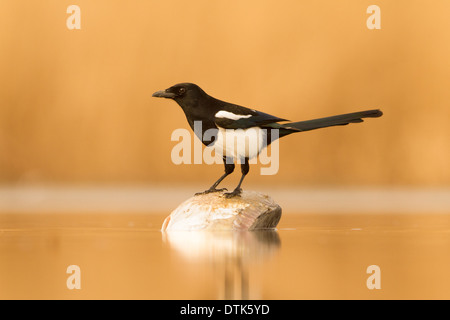 Eurasian Magpie (Pica pica) perched on top of an unidentified fish in shallow water Stock Photo