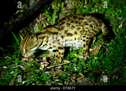 beautiful Leopard Cat (Prionailurus bengalensis) in Thai forest Stock Photo