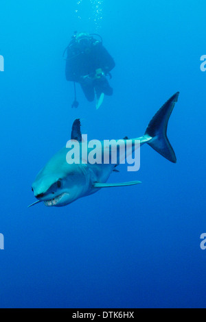 Mako shark Stock Photo