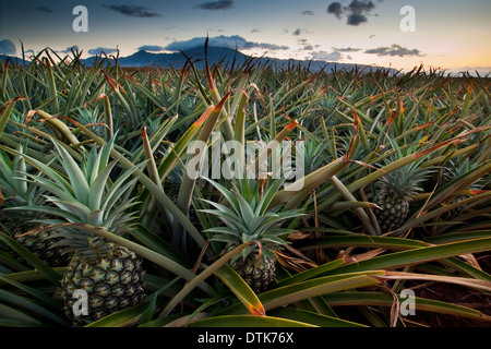 Pineapple plantation on the North shore of Oahu near Waialua Bay, Hawaii Stock Photo