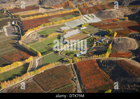 Orchards and Poplar Trees, Earnscleugh, near Alexandra, Central Otago, South Island, New Zealand - aerial Stock Photo