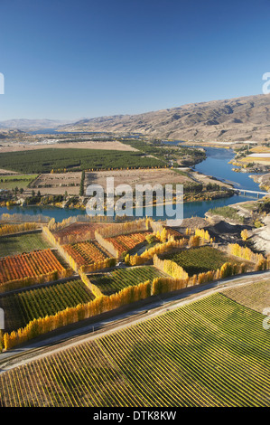 Orchards, Vineyards and Lake Dunstan, Bannockburn, near Cromwell, Central Otago, South Island, New Zealand - aerial Stock Photo