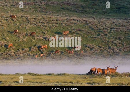 Elk feeding in the early morning near Swan Lake in Yellowstone National Park, Wyoming. Stock Photo