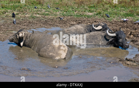 Three buffalos relaxing in puddle Stock Photo