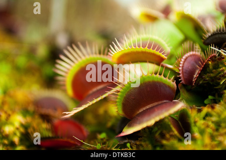 A group of venus flyrtaps Dionaea muscipula Stock Photo
