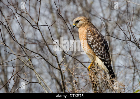 Red-shouldered Hawk (buteo lineatus) sitting in a tree branch. Stock Photo