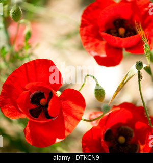 Close up of red poppy flowers Stock Photo