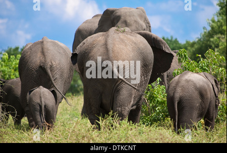 Rear view of elephants walking in national park Stock Photo