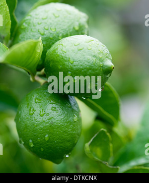 Close up of water droplets on green lemons Stock Photo