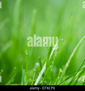 Close up of water droplets on blades of grass Stock Photo