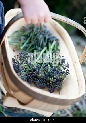 Boy carrying basket of fresh picked purple sprouting broccoli Stock Photo