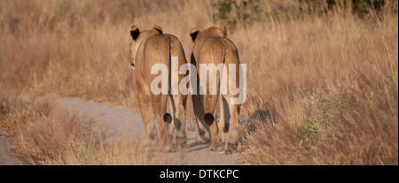 Lions walking on dirt path Stock Photo