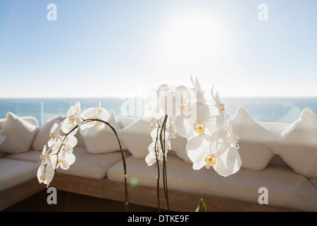 Close up of flowers on outdoor coffee table Stock Photo