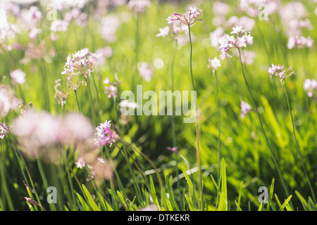 Close up of flowers growing in field Stock Photo