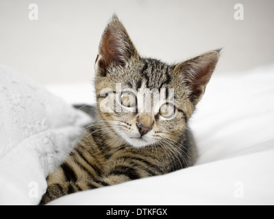 Kitten relaxing in blankets Stock Photo