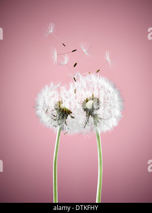 Close up of dandelion plants blowing in wind Stock Photo