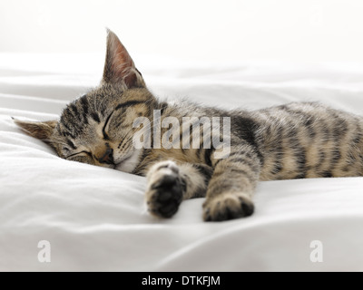 Kitten napping on blankets Stock Photo