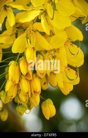 Beautiful Cassia fistula golden shower, golden rain flowers blooming on the  tree in Taiwan Stock Photo - Alamy