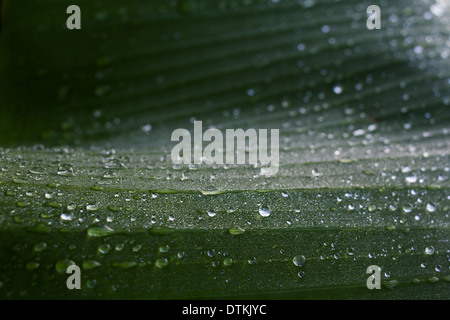 Droplets on Musa paradisiaca (Banana) leaf Stock Photo